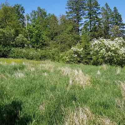 Isaac Hobart House site at Little Falls: Lilacs surround the hillside location of the house built by Isaac Hobart in 1806 at Little Falls, in Edmunds, Maine.