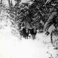 Hauling Firewood With Oxen, Edmunds, Maine