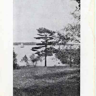 The Old Pine Tree