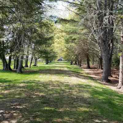 Driveway into Lincoln Farm, Dennysville, Maine: Trees line the drive into the Lincoln Farm, originally owned by Bela Lincoln, and later by distant cousin Dr. Albert R. Lincoln.
