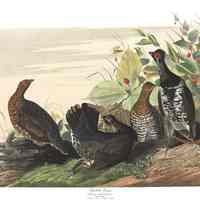          John James Audubon's print of the Spotted Grouse; A full sized engraving of John James Audubon's Spotted, or Canada Grouse, painted during his vist to Dennysville, Maine, in 1832.
   