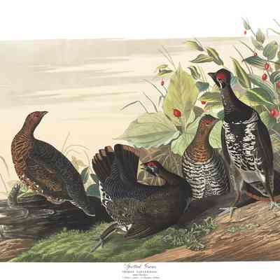 John James Audubon, Spotted Grouse, 1832