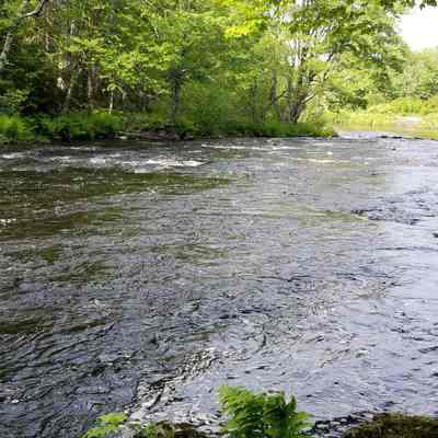 The Lower End of Little Falls on the Dennys River: Below the ledge jutting into the Dennys River at Little Falls, the white water fans out before reaching a large pool, a welcome rest for those who have come through the falls intact.