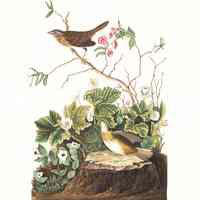          Lincoln Finch, by John James Audubon; Audubon print of the Lincoln Finch [Sparrow] from his 