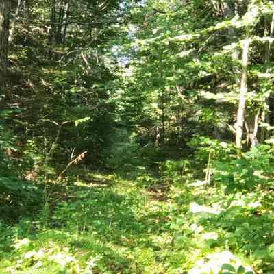 The Stagecoach Road to Machias: A leafy passageway indicates the route of the old Stagecoach Road to Machias, that takes its point of departure from what is known as Katie Maker's Corner on Route 86.