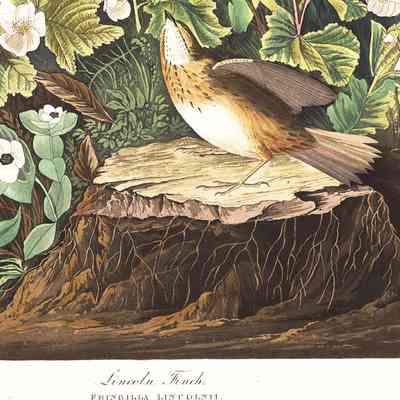 Lincoln Finch, by John James Audubon: Detail of Audubon's print of the Lincoln Finch [Sparrow] from his "Birds of America" which he named after Thomas Lincoln who helped to collect this new species during their trip to Labrador on June 27, 1832