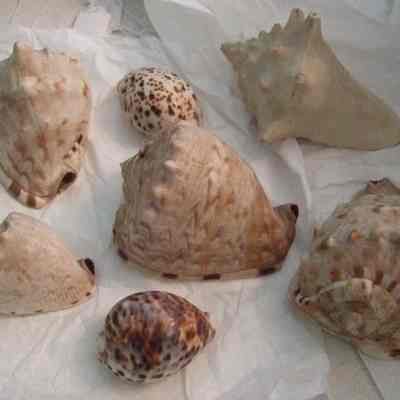 Seashells