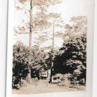 "Tall pines"