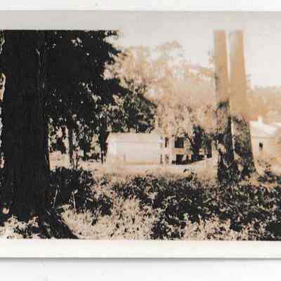 Tom Stoney house and pines