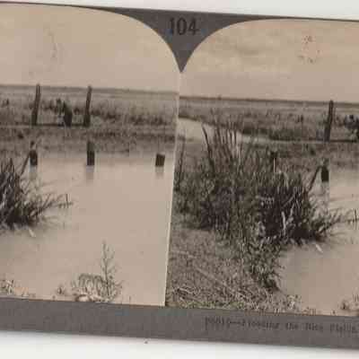 Flooding the Rice Fields stereoscope view card