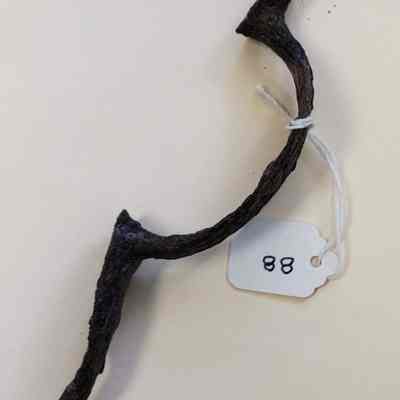 Iron trigger guard for Charleville musket