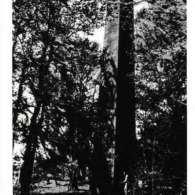 Middleburg rice mill chimney