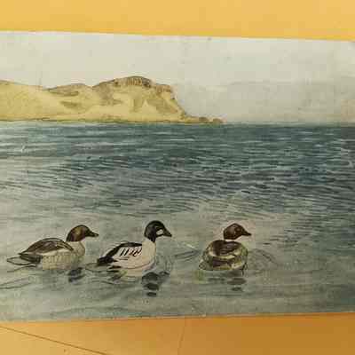 Postcard - ducks