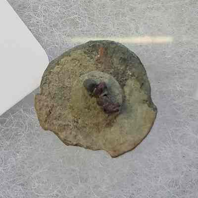 Button fragment
