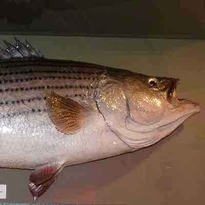 Mounted landlocked striped bass